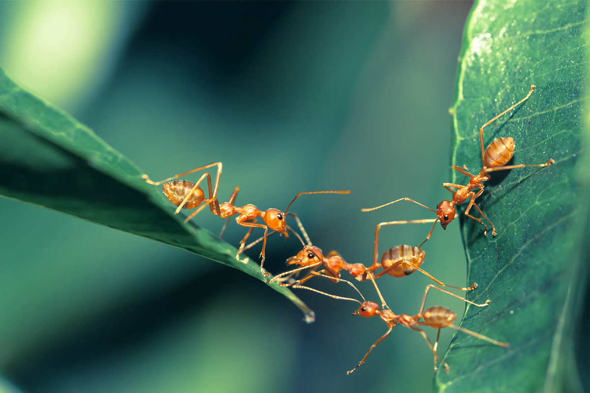 Des fourmis coopèrent