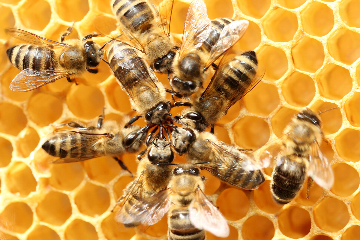Des abeilles travaillent dans une ruche