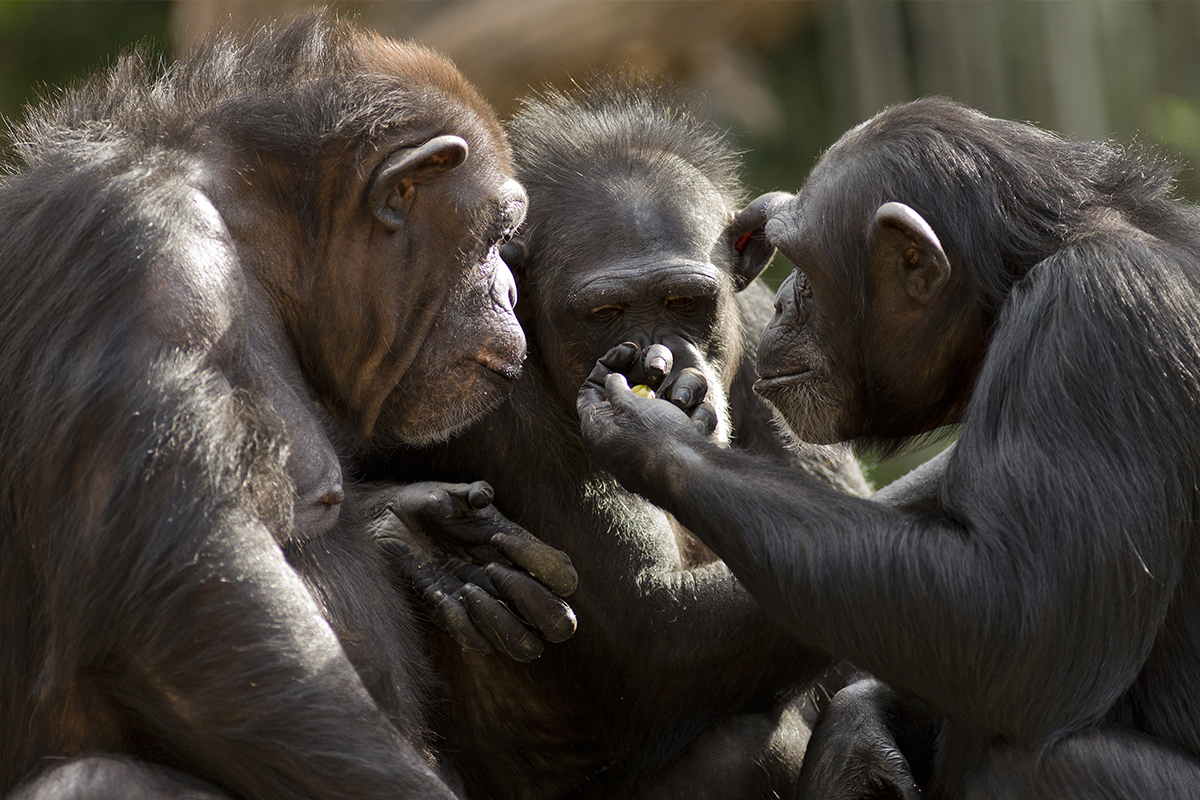 Des singes « discutent »