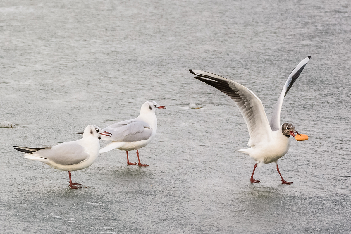 Trois goélands dont un s'enfuit avec de la nourriture