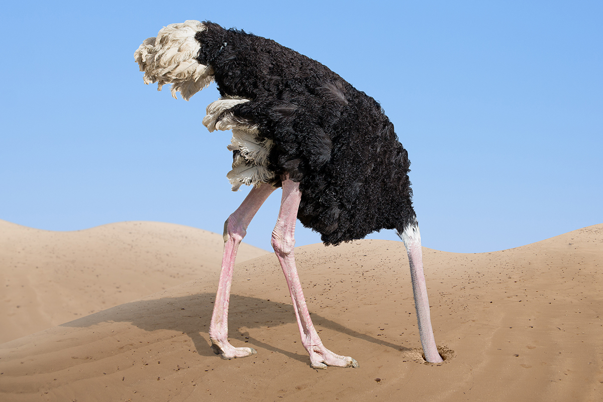 Autruche avec la tête dans le sable