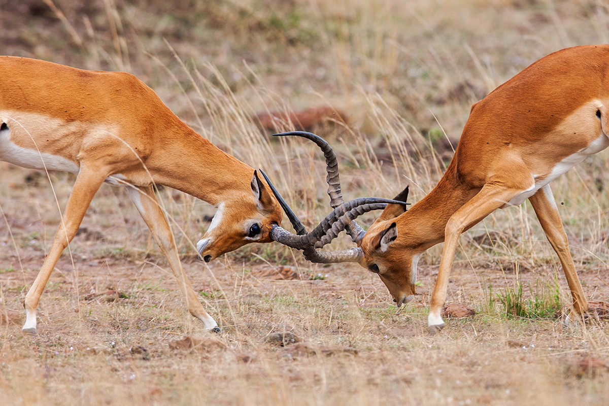 Deux impalas se battent